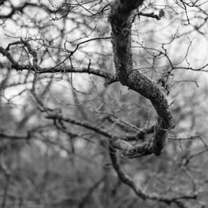 Branches en courbes